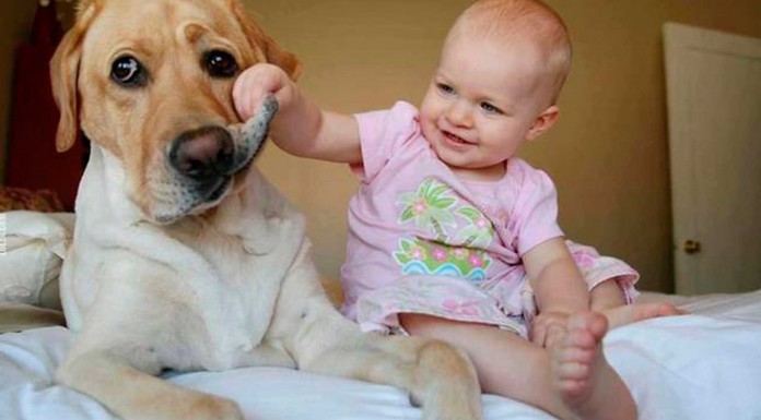 11 Grandes y adorables perros cuidando de pequeños humanos 11 Grandes y adorables perros cuidando de pequeños humanos