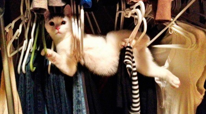 17 Animales que no se llevan muy bien con los muebles de casa 17 Animales que no se llevan muy bien con los muebles de casa