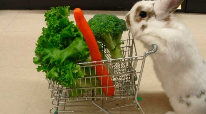 7 Gifs de animales que celebran el Black Friday 7 Gifs de animales que celebran el Black Friday