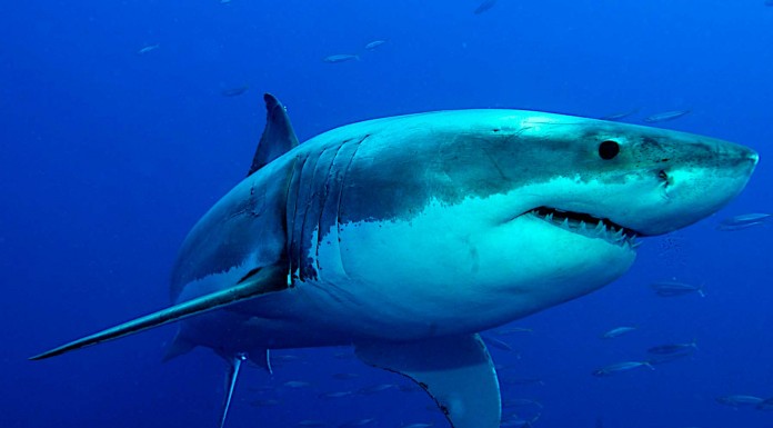 Acariciando al gran tiburón blanco Acariciando al gran tiburón blanco
