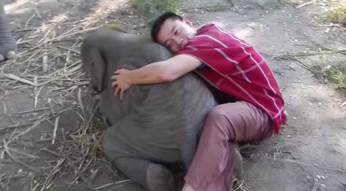 El bebé elefante que adora jugar con las personas El bebé elefante que adora jugar con las personas