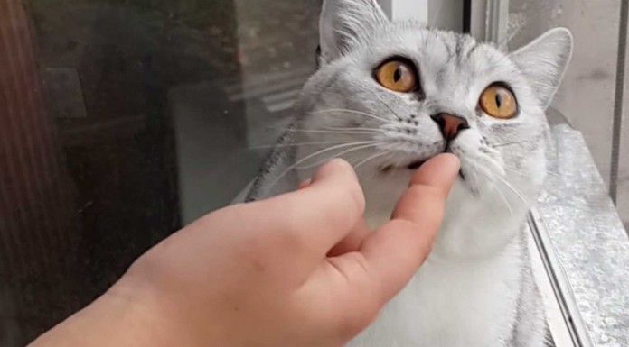 El gato más super-concentrado del mundo El gato más super-concentrado del mundo