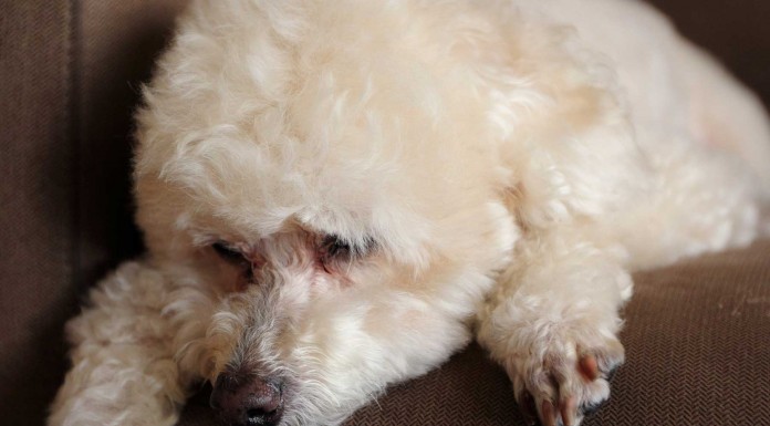 El perro narcoléptico que se duerme sin querer El perro narcoléptico que se duerme sin querer