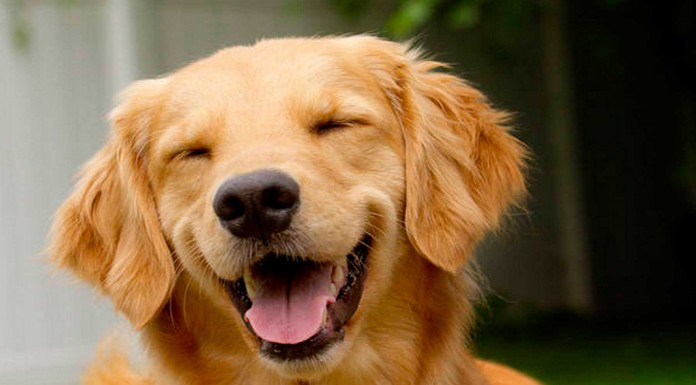 Los animales ¡también se divierten! Los animales ¡también se divierten!