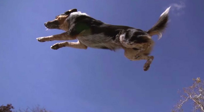 No te pierdas al perro que hace Parkour No te pierdas al perro que hace Parkour