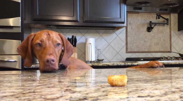 No te pierdas lo que hace este perro cuando se queda solo No te pierdas lo que hace este perro cuando se queda solo