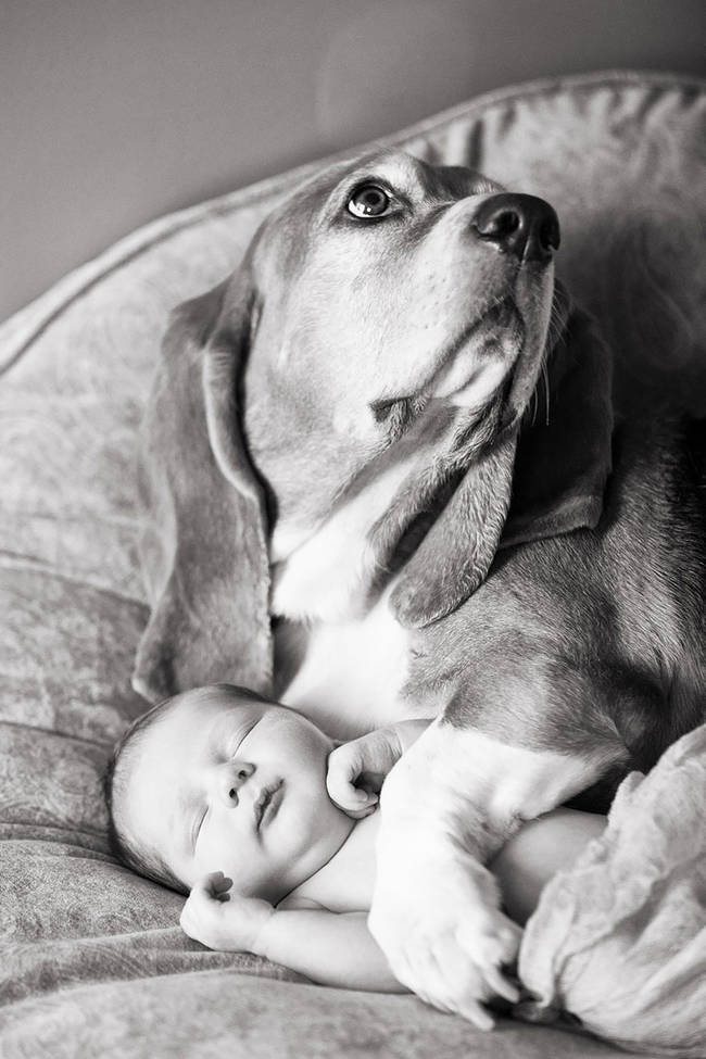 Perro cuidando bebe 1