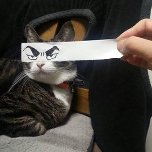 gato ojos pintados