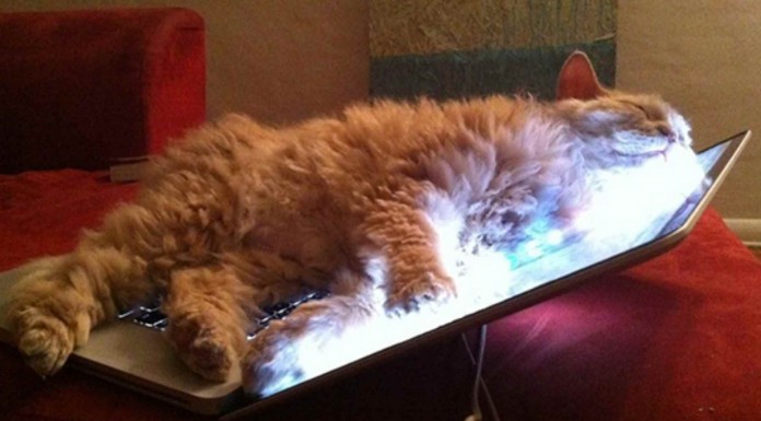 Cosas que sólo los gatos pueden hacer gato_divertido