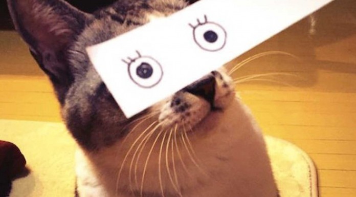 Gatos con divertidas miradas de anime gatos-con-divertidas-miradas-de-anime