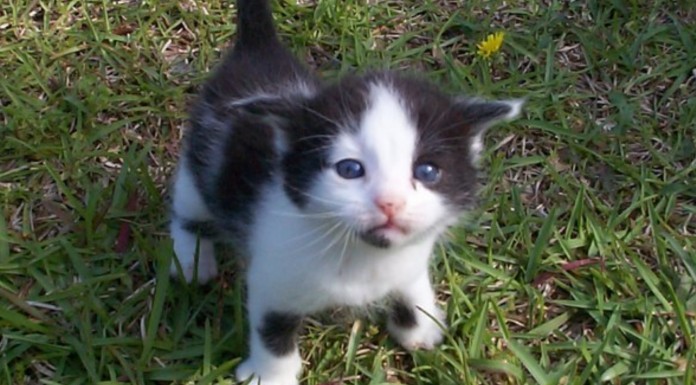 La vida de un gato recién llegado al mundo gatos graciosos