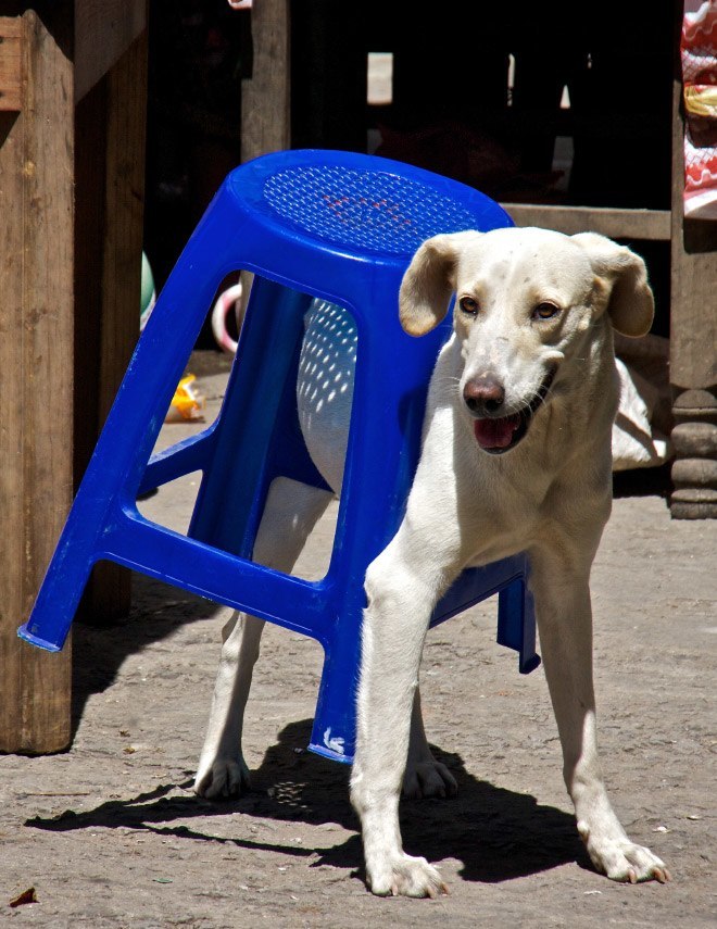 pets-using-furniture-wrong-13