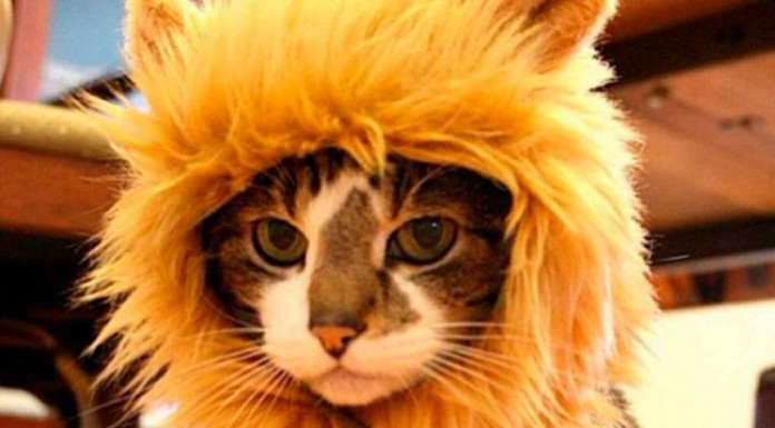 Los mejores disfraces para animales