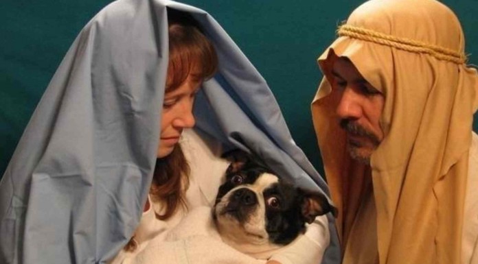 Animales divertidos en Navidad