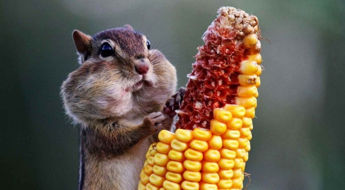 Una cena de Navidad muy especial