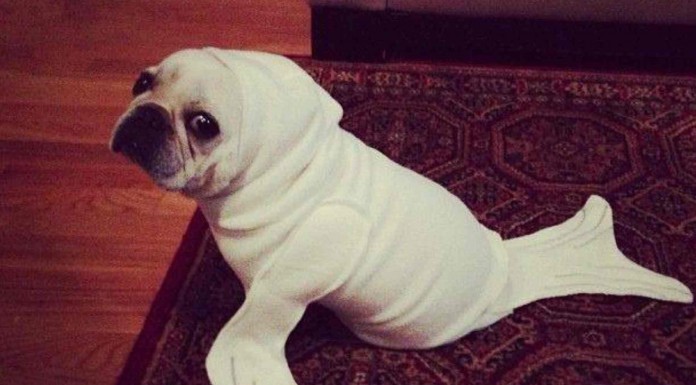 Hay miradas de animales que matan