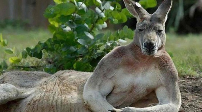 Los animales más fotogénicos