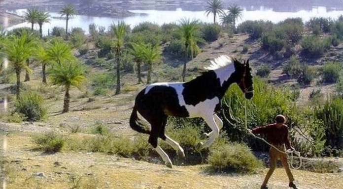 Animales que parece que tengan superpoderes