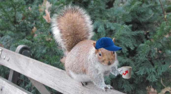 Las ardillas más casual