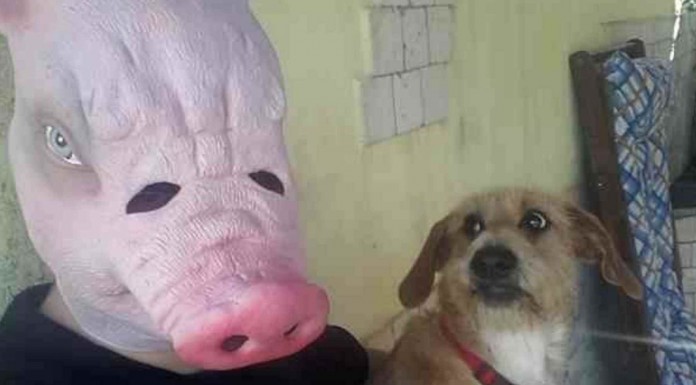 Perros asustados y muy graciosos