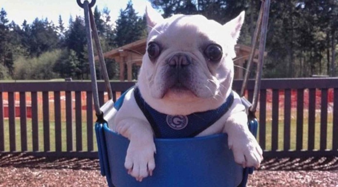 Perros en los columpios