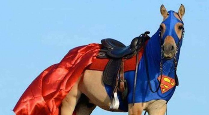 Divertidas fotos de caballos disfrazados