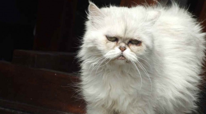 Animales tristes porque se acaba el año