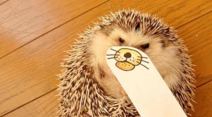 El erizo más divertido de la red