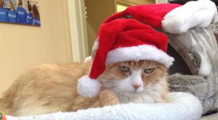 Gatos con miradas terroríficas