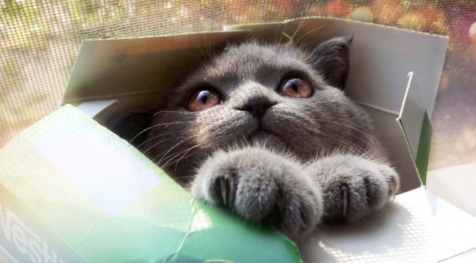 Los animales más inocentes