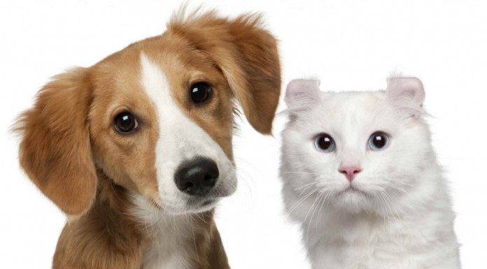 Juntando a un perro y a un gato