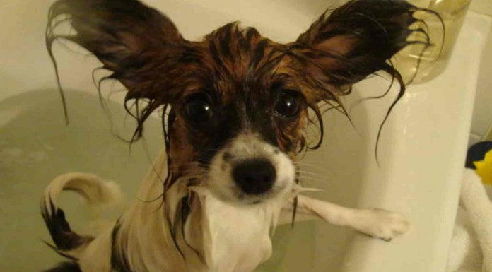 Animales mojados y muy graciosos