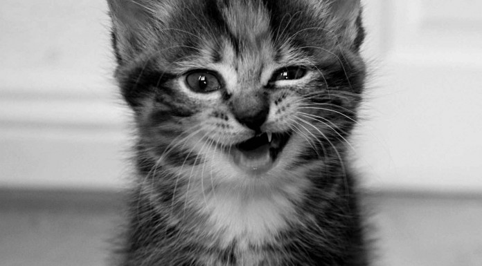 Gatos en situaciones muy divertidas