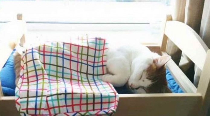 Animales durmiendo de formas muy graciosas