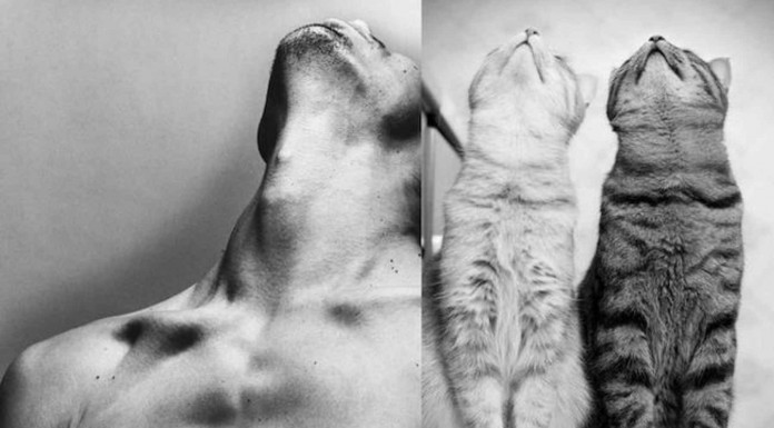 Animales vs Humanos, ¿quién lo hace mejor?