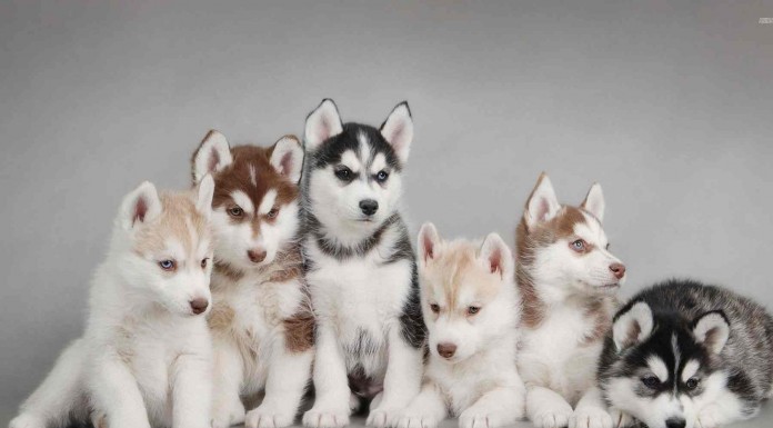 Una madre Husky jugando con sus crías