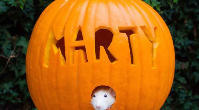 Las divertidas aventuras de un ratón