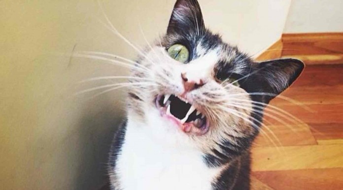 Los animales también se enfadan