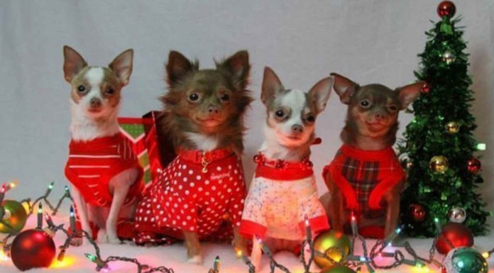 Regalos divertidos para tu mascota