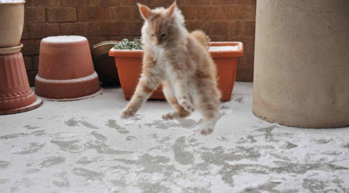 Divertidos animales en la nieve