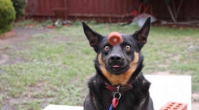 Fotos de perros tomadas en el momento oportuno