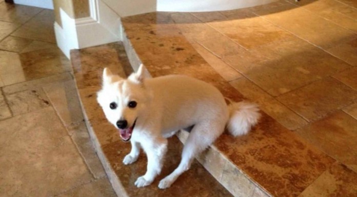 Perros pillados in fraganti