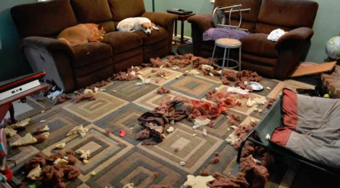 Las mascotas más navideñas