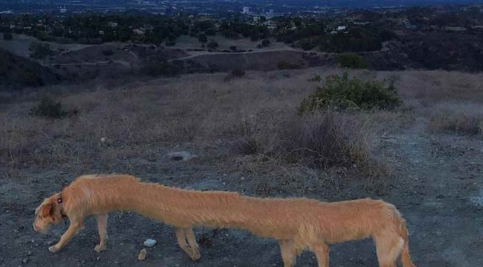 Perros que parecen fantasmas