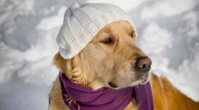 Los perros también tienen frío