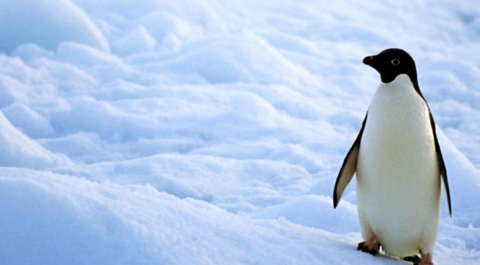 Los pingüinos más molones de la Navidad