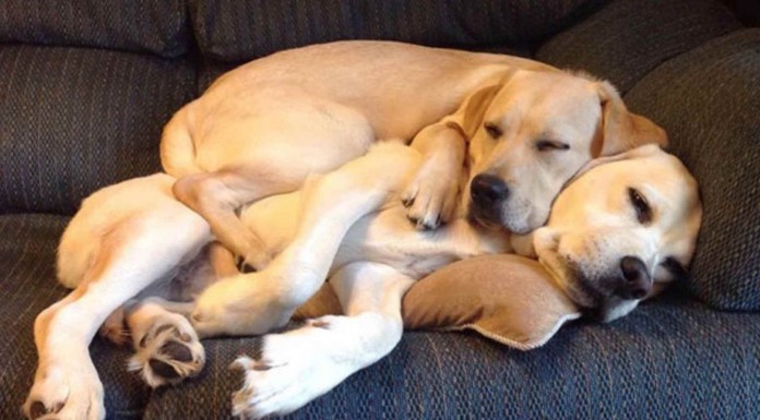 Los animales también padecen las resacas