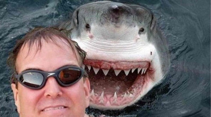 Los selfies de los animales más salvajes