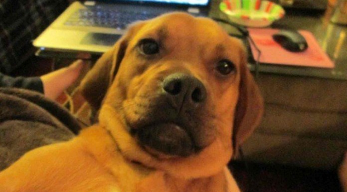 Los selfies de los animales