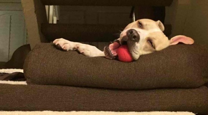 Los animales también padecen narcolepsia ¡o eso parece!